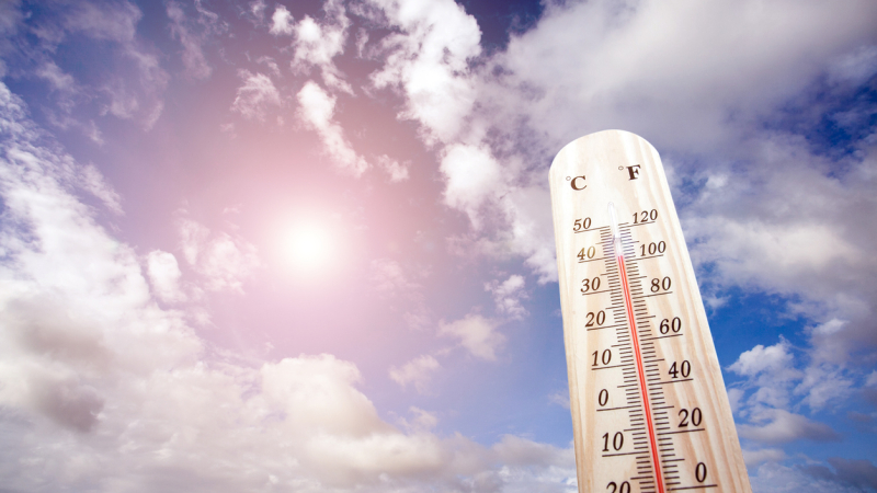 canicule 