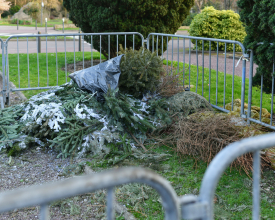 Collecte des sapins