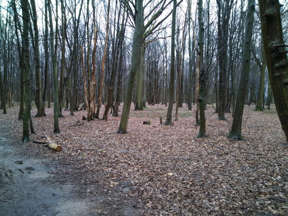 Foret avant