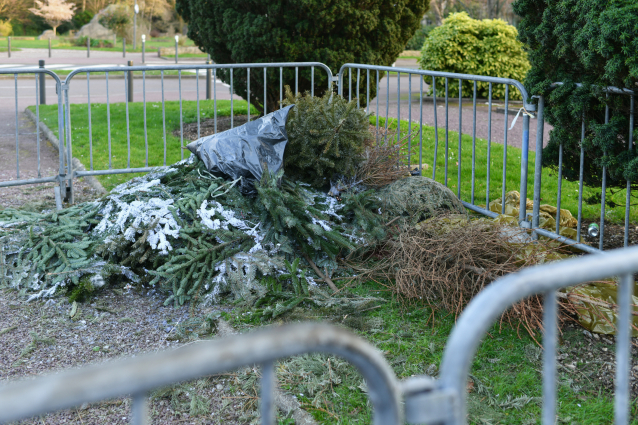 Collecte des sapins